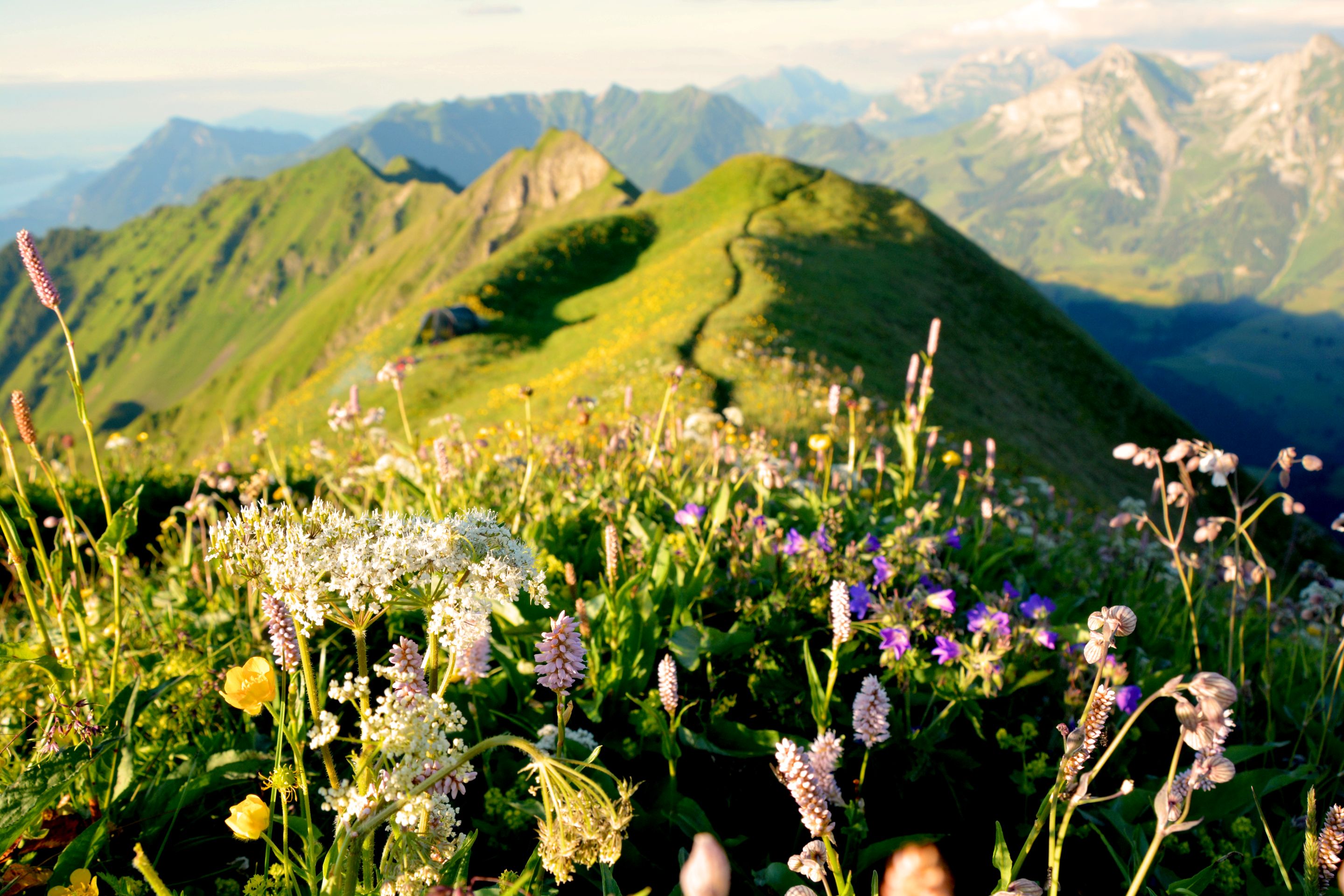 Bergblumen