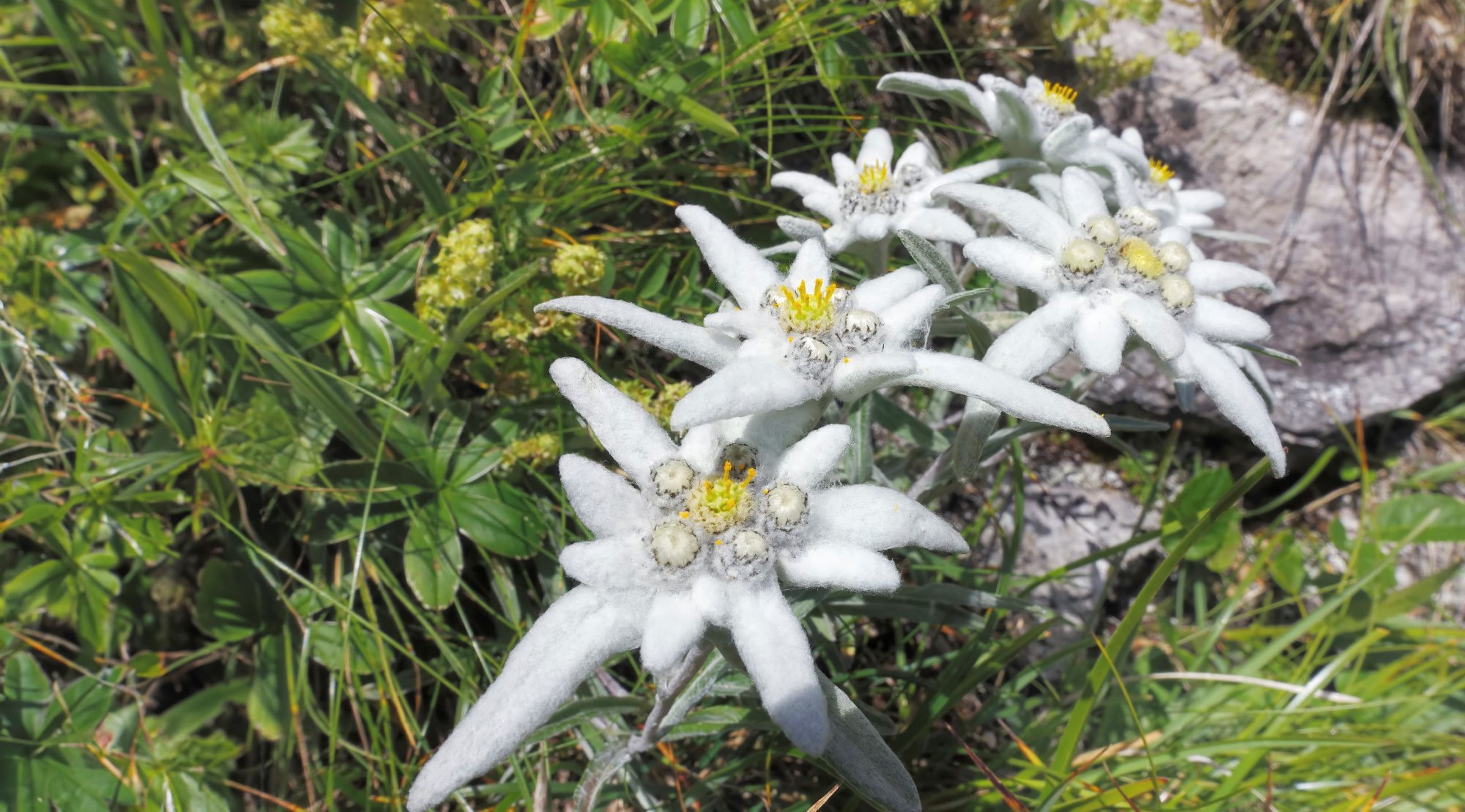 Edelweiss_Gruppe_Zingel_Kurt Baumann