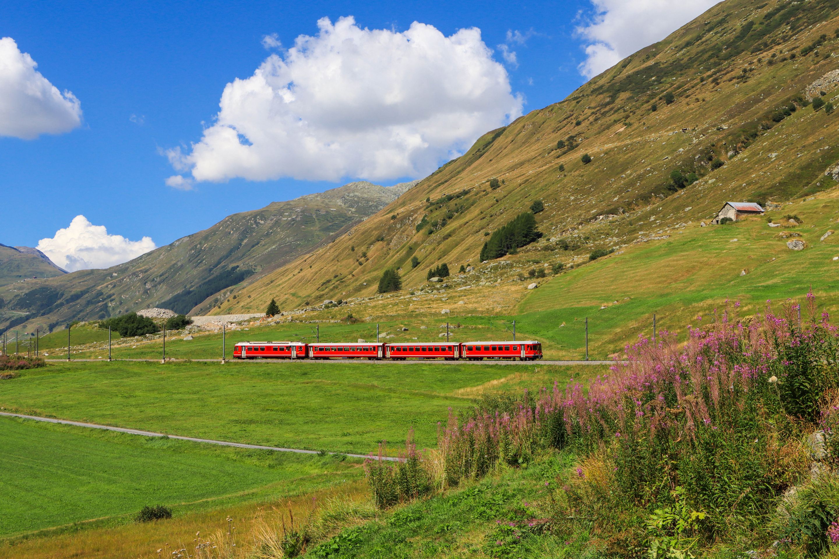 Filip-Rozicki_Alpenblumen-Landschaft-17