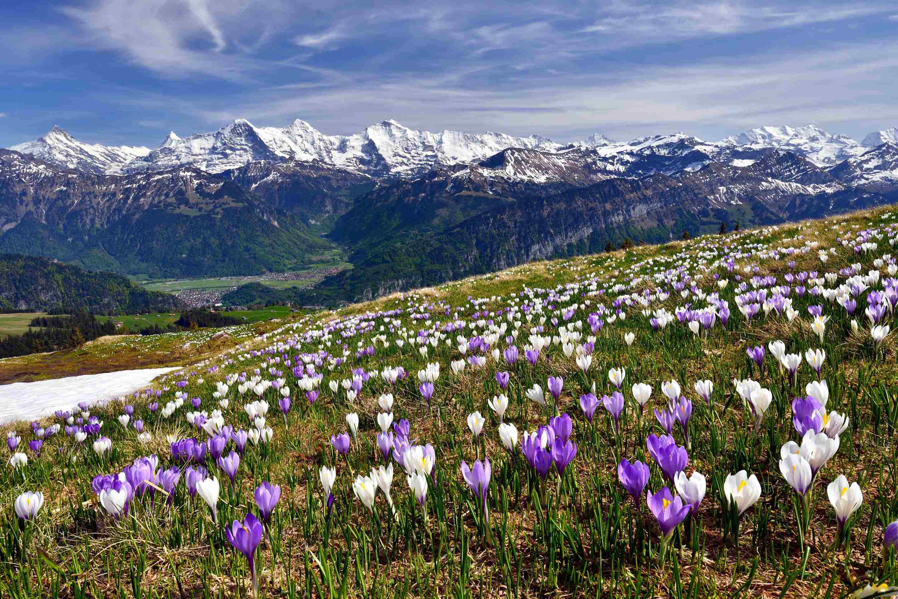 shutterstock_279908516_Meadow of crocus near Interlaken_EZS 184_web