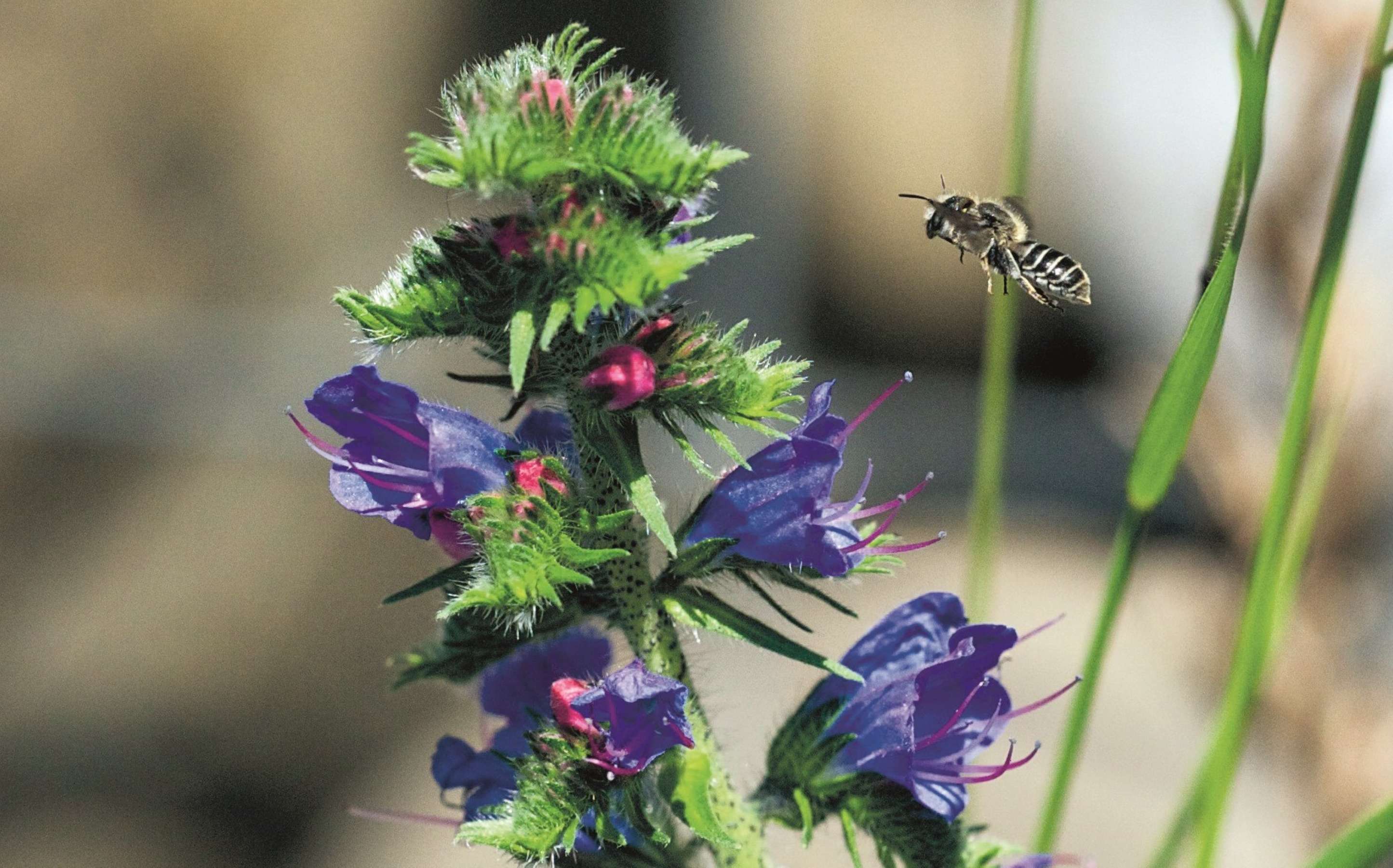 Echo-184-Bee_Hoplitis adunca anflug Echium_web