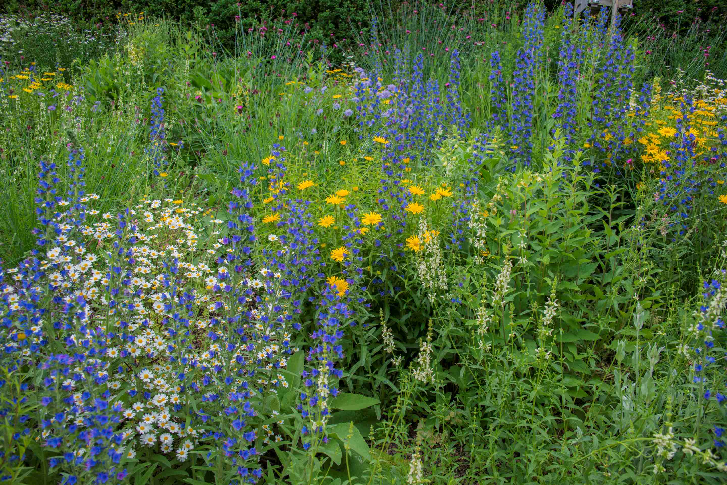 Wildblume ETH_web